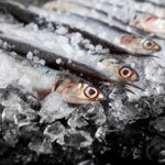 Sea Food Processing & Storage rooms