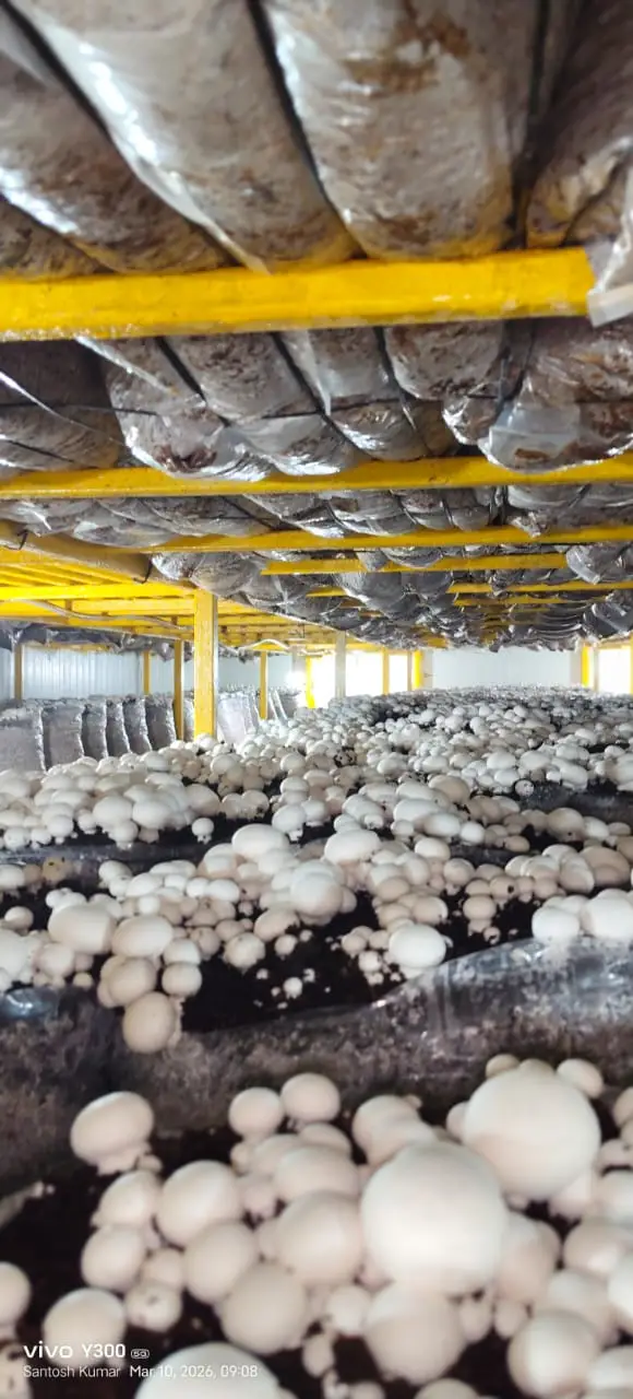Mushroom Growing Chamber